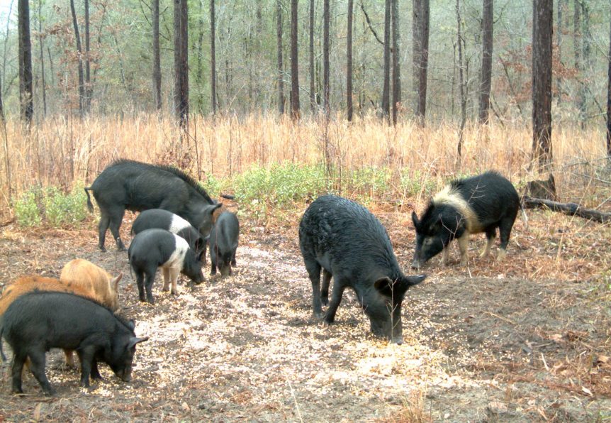 Pigs are eating